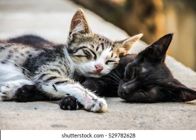 Best friends concept. Two sweet little kittens sleeping lazy on street. Friends together fun. Forever friends cats. Two cute little kittens. Best cats friend. Best friend Sleeping cats