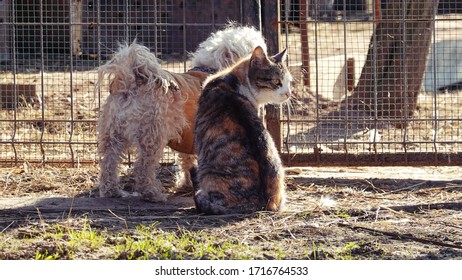 Best Friends Dog And Cat Sitting Close To Each Other