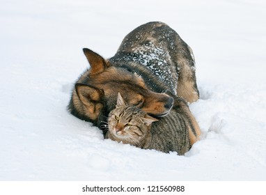 Best Friends. Dog Hugging Cat In The Snow Outdoor