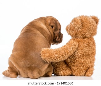 Best Friends - Dog And Teddy Bear With Arms Around Each Other