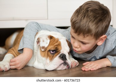Best friends english french american bull dog and cute child handsome boy sitting under bed and looking on each other on warm floor parquet wood block.Red white adorable dog and awesome teenager. 2017