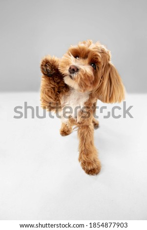 Best friends. Maltipu little dog is posing. Cute playful braun doggy or pet playing on white studio background. Concept of motion, action, movement, pets love. Looks happy, delighted, funny.