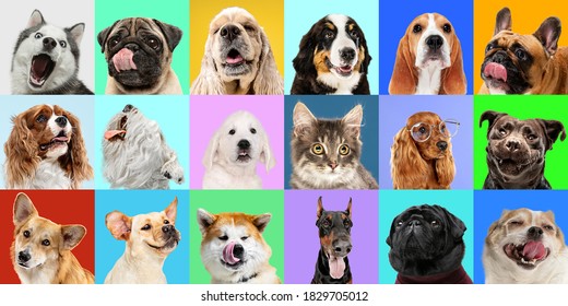 Best friends. Young dogs, pets collage. Cute doggies or pets are looking happy isolated on multicolored background. Studio photoshots. Creative collage of different breeds of dogs. Flyer for your ad.