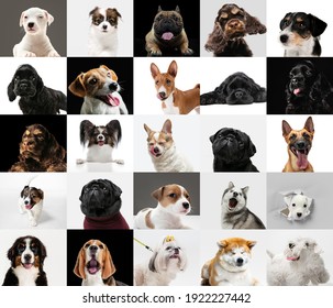 Best friends. Young dogs, pets collage. Cute doggies or pets are looking happy isolated on multicolored background. Studio photoshots. Creative collage of different breeds of dogs. Flyer for your ad.