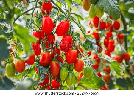 Best Heirloom Roma Tomato Varieties. Red ripe tomatoes fruits grow in garden. Natural Cherry plum Tomatoes and green leaves on plant.