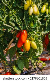 Best Heirloom Roma Tomatoes With Long Plum-shaped Fruits. Growing Red Cherry Roma Tomato In Garden Row. Delicious Heirloom Tomato Vine.