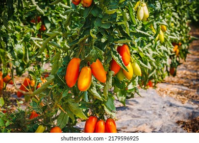 Best Heirloom Roma Tomatoes Variety With Long Plum-shaped Fruits. Growing Red Cherry Roma Tomato In Garden Row. Delicious Heirloom Tomato Vine.