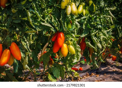 Best Heirloom Roma Tomatoes Variety With Long Plum-shaped Fruits. Growing Red Cherry Roma Tomato In Garden. Delicious Heirloom Tomato Vine.