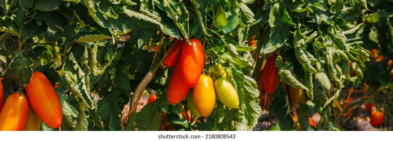 Best Heirloom Roma Tomatoes Variety With Long Plum-shaped Fruits. Growing Red Cherry Roma Tomato In Garden Row. Delicious Heirloom Tomato Vine. Banner