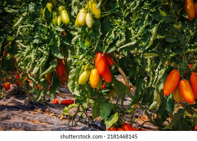 Best Heirloom Roma Tomatoes Variety With Long Plum-shaped Fruits. Delicious Heirloom Tomato Vine. Growing Red Cherry Roma Tomato In Garden Row.