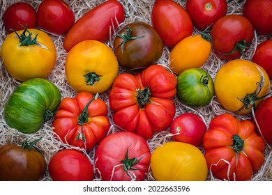 Best Heirloom Tomato Varieties In Country Market. Different Varieties Of Yellow Red Tomato. Fresh Colorful Tomatoes On Wood Straw Curls Background, Close Up. Delicious Heirloom Tomatoes Mix In Summer