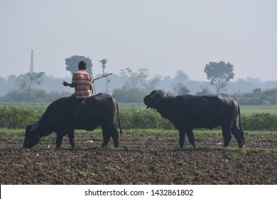 The Best Love Is In The World Both A Cow Boy And This Cow In The Side Of The Crop Land.