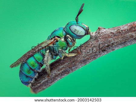 Best of macro photos of the bee