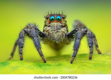 The best macro shot of jumping spider - Powered by Shutterstock