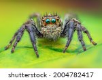 The Best shot of jumping spider
