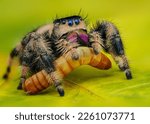 The best shots of jumping spider