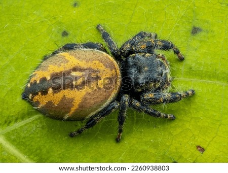 Best shots for jumping spider