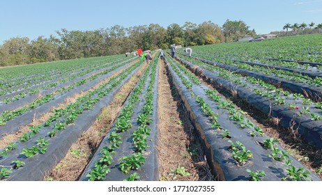 Best Team Picking Ready To Pick Fruits At Bundaberg QLD Australia  