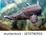 Bester fish. Acipenser ruthenus x Huso huso. close up.