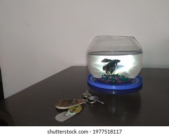 Beta Fish In The Aquarium With Flash Lighting Detail