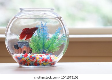 Beta Fish In A Bowl