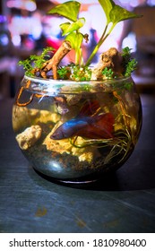 Beta Fish Decorated With Plants In The Bowl