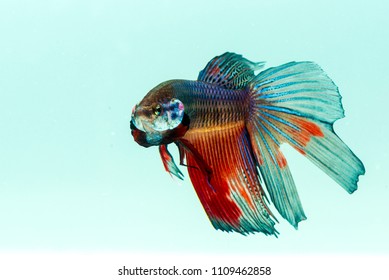 Fighter Fish Images Stock Photos Vectors Shutterstock