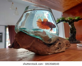 Beta Fish In A Dewy Bowl