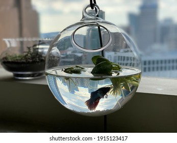 Beta Fish In Glass Bowl