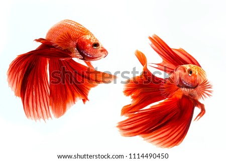 Beta Fish, Red Beta Fish, Aggresive Fish, Fish