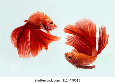 Beta Fish, Red Beta Fish, decorative fish, Aggressive Fish