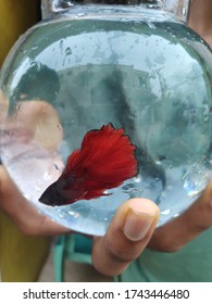 Beta Fish In A Transparent Bowl