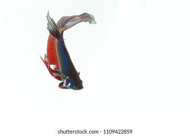 Fighter Fish Images Stock Photos Vectors Shutterstock