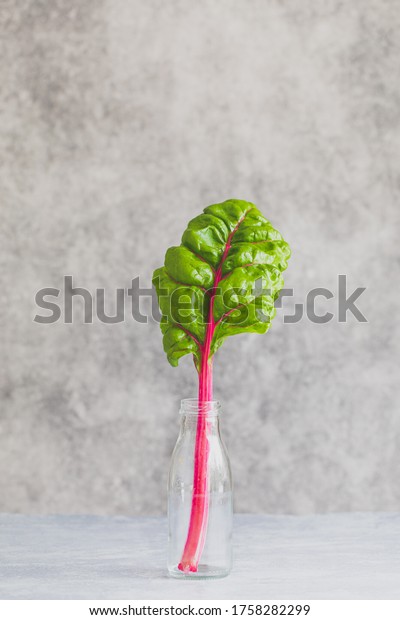 Beta vulgaris or\
ruby red chard. One plant stem in a reused glass bottle. On a gray\
background with copy space. Clean simplicity  style portrait of a\
homegrown vegetable.