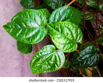 Betel Leaf Can Increase Metabolism, Thereby Stimulating The Work Of The Intestines To Absorb Essential Nutrients And Vitamins For The Body.