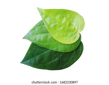 Betel leaf (Piper betle) or daun sirih, isolated on white background.