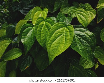 Betel leaves or beetel leaves or paan leaves or Piper Betle plant leaves. Ayurvedic herb commonly known as Paan widely used in the treatment of cough, asthma.