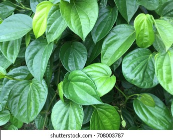 Betel leaves green garden ,traditional herbs. - Shutterstock ID 708003787