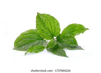 Betel Leaves Isolated On White Background Stock Photo 1737844226 ...