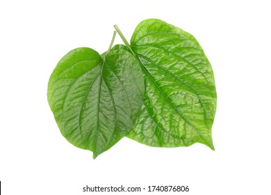 Betel Leaves Isolated On White Background Stock Photo 1740876806 ...