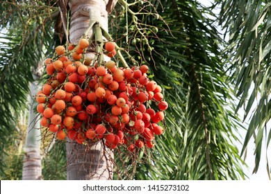 Betel-nuts Images, Stock Photos & Vectors | Shutterstock