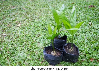 Betel Palm Cultivation