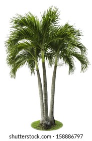 Betel Palm Tree Isolated On White 