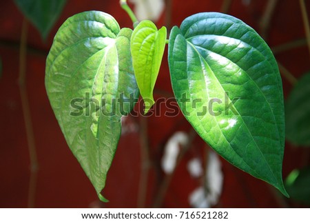 The betel or Piper betle in West Java, Indonesia. Betel leaf is mostly consumed in Asia, as betel quid or in paan, with Areca nut and/or tobacco. 
