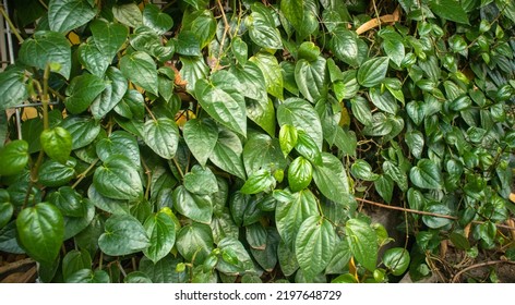 163 Betel On Fence Images, Stock Photos & Vectors | Shutterstock