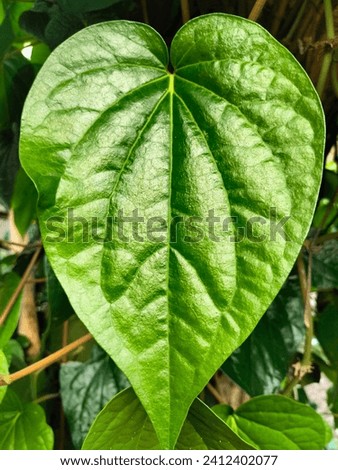 Betel is used as a medicinal plant (phytopharmaca). Betel plays a very important role in the life and various traditional ceremonies of the Malay community.