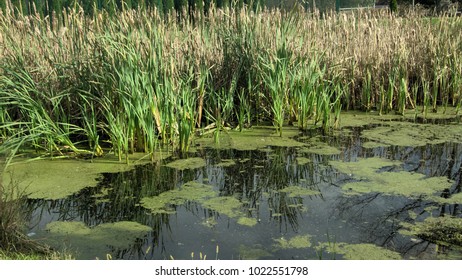 45 Bethel springs Images, Stock Photos & Vectors | Shutterstock