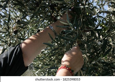 Bethlehem, West Bank/ Palestine- October The 29th 2012: Hands Harvesting Olives In A Palestinian Field  In Bethlehem. 