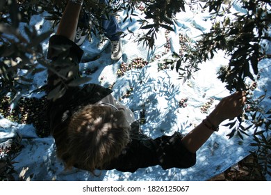 Bethlehem, West Bank/ Palestine- October The 29th 2012:Top Down View Of A Woman Harvesting Olives In A Palestinian Field  In Bethlehem. 