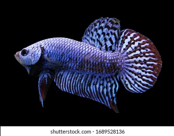Alien Betta Fish High Res Stock Images Shutterstock